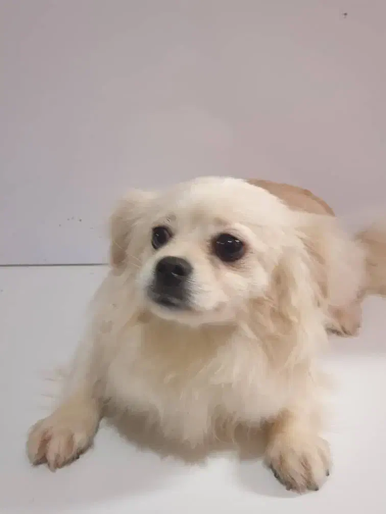 فروش سگ خانگی|سگ|اهواز, حصیرآباد|دیوار