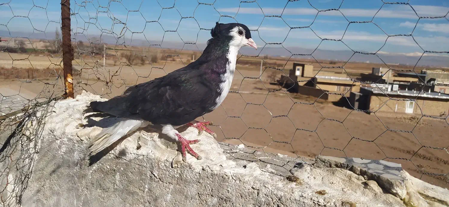 خوشرنگ|پرنده|دشتابی, |دیوار