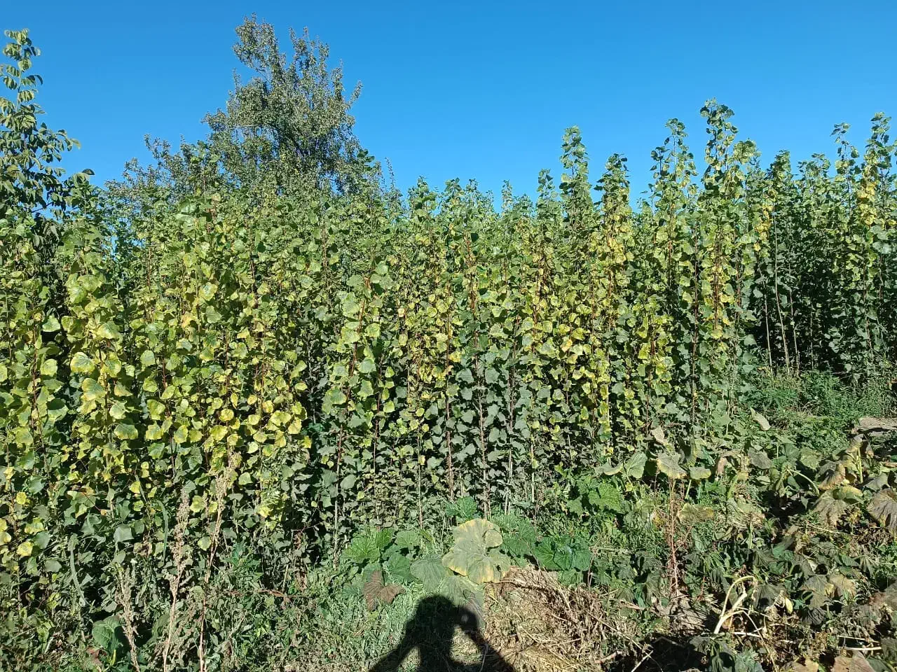 انواع نهال میوه بادام پسته گردو پیوندی و کشت بافت|خدمات باغبانی و درختکاری|نیشابور, دارایی|دیوار