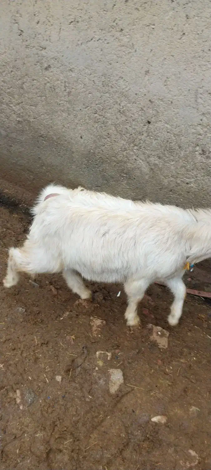 بزغاله نر|حیوانات مزرعه|شیروان (لرستان), |دیوار