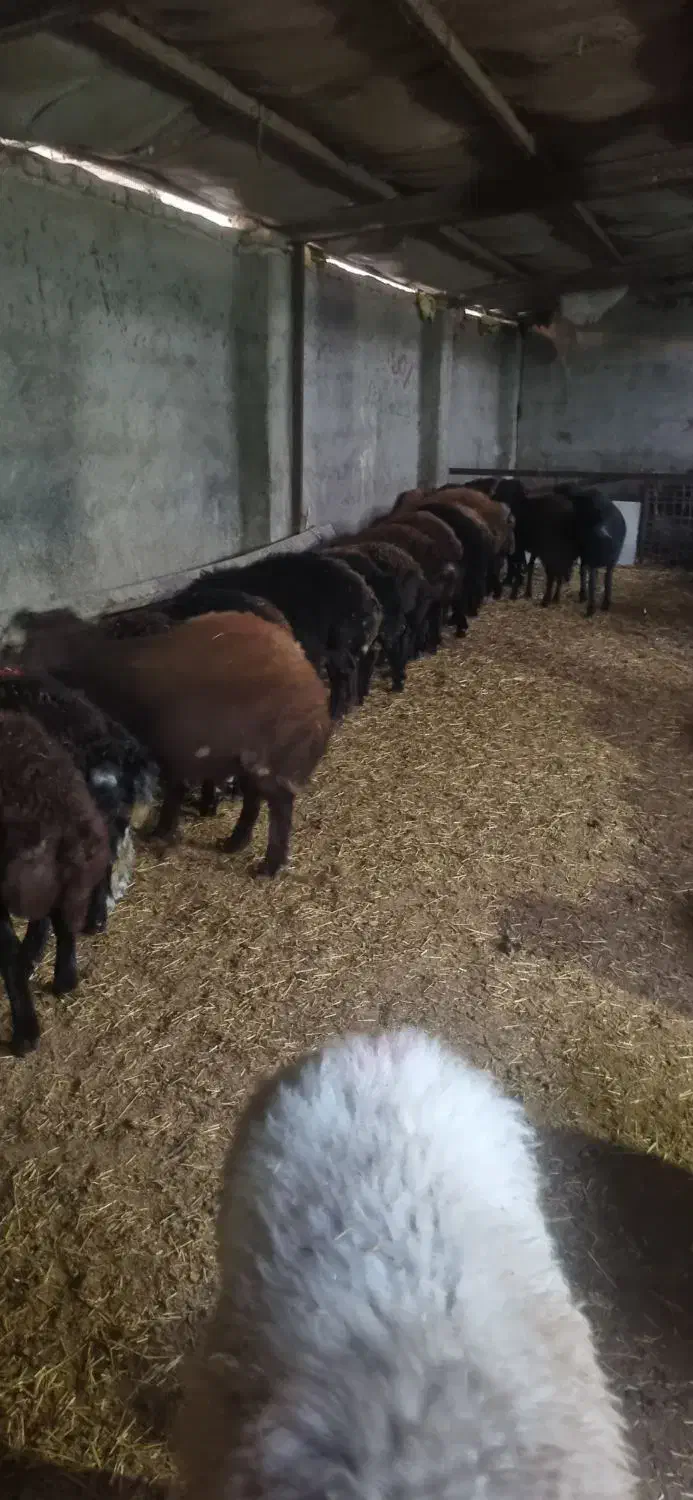 بره نر افشاری پای پروار|حیوانات مزرعه|محمدشهر, کوی بهار|دیوار