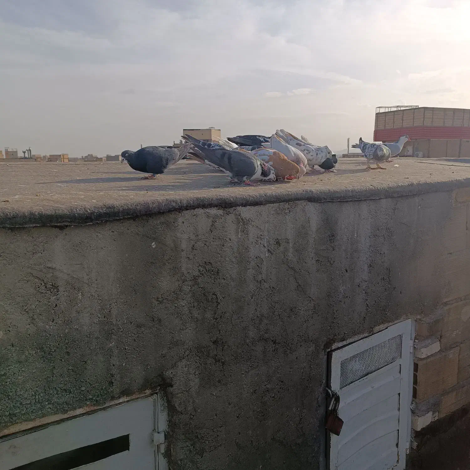 کفتر بونب|حیوانات|مشهد, اروند|دیوار