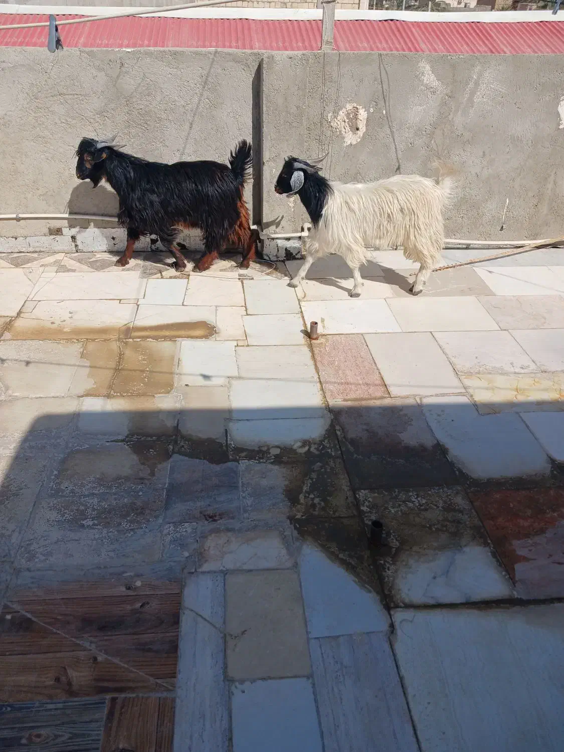 بزغاله نر فقط تماس بگیرید الگی مزاحم نشو|حیوانات مزرعه|سراوان, |دیوار