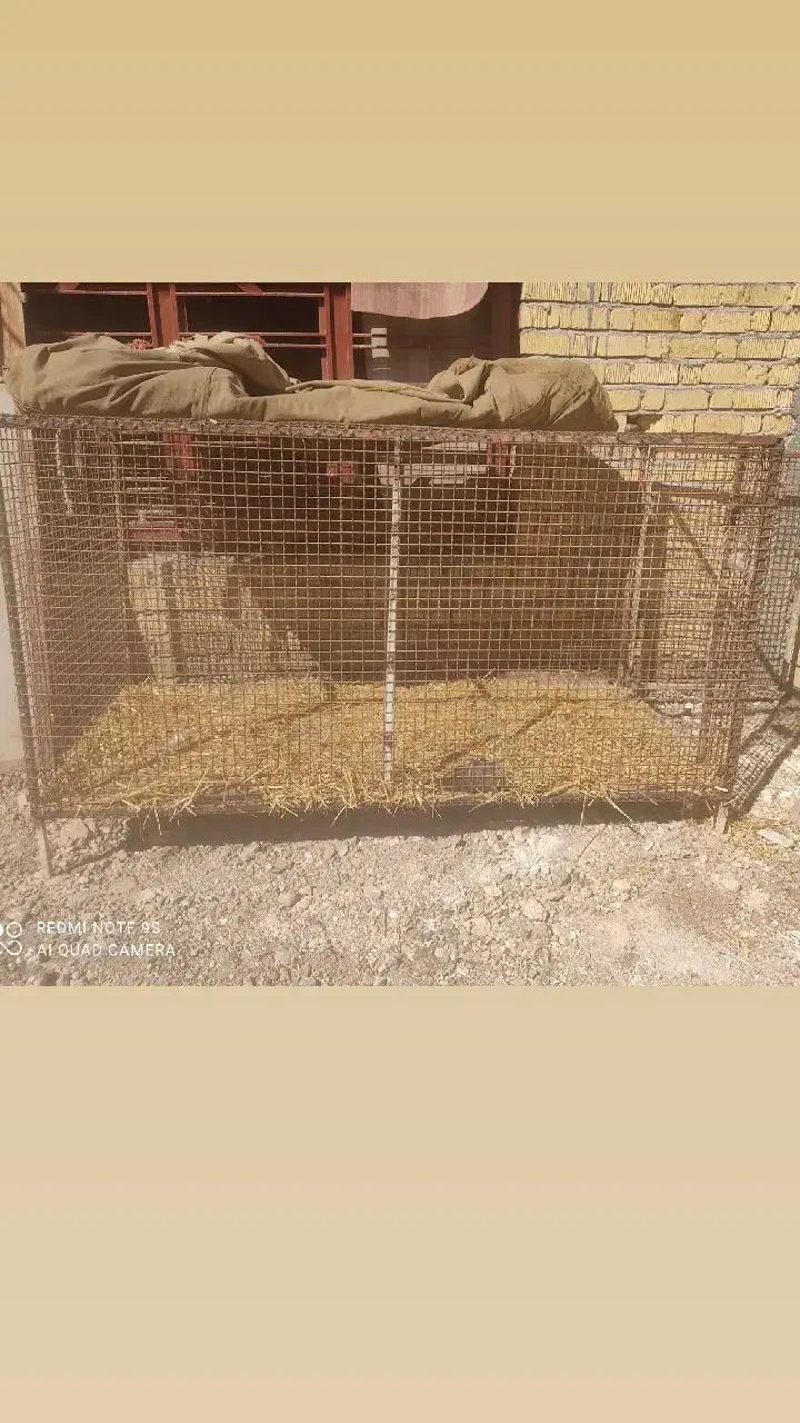 قفس|لوازم جانبی حیوانات|مرودشت, ولایت|دیوار