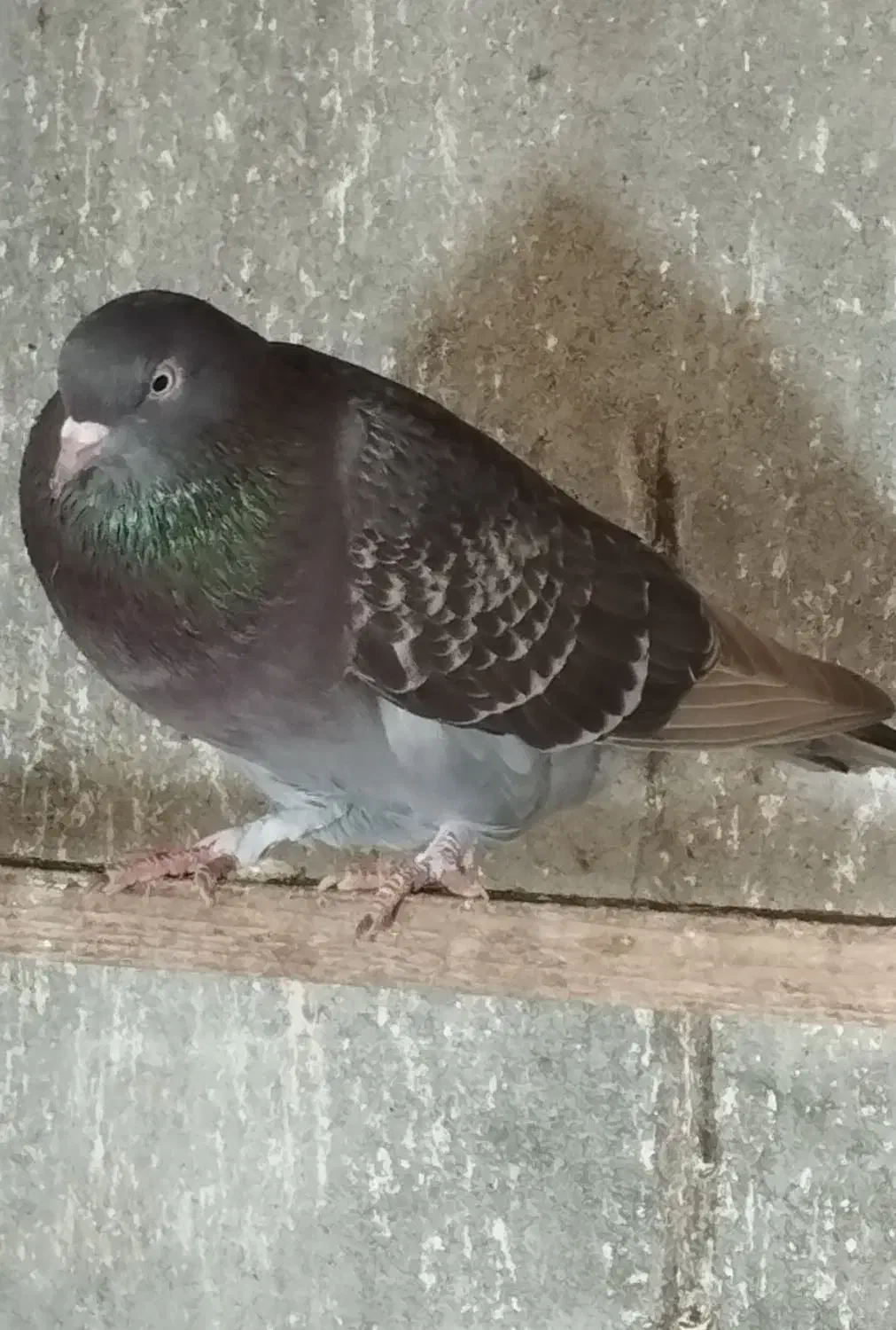 کبوتر|پرنده|رشت, کوی طالقانی|دیوار