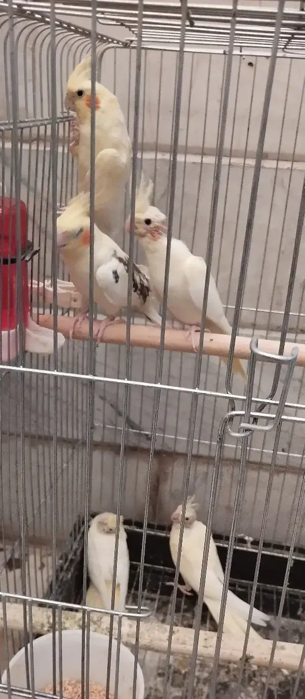 عروس هلندی مولد آماده تخم گذاری|پرنده|تهران, افسریه جنوبی|دیوار