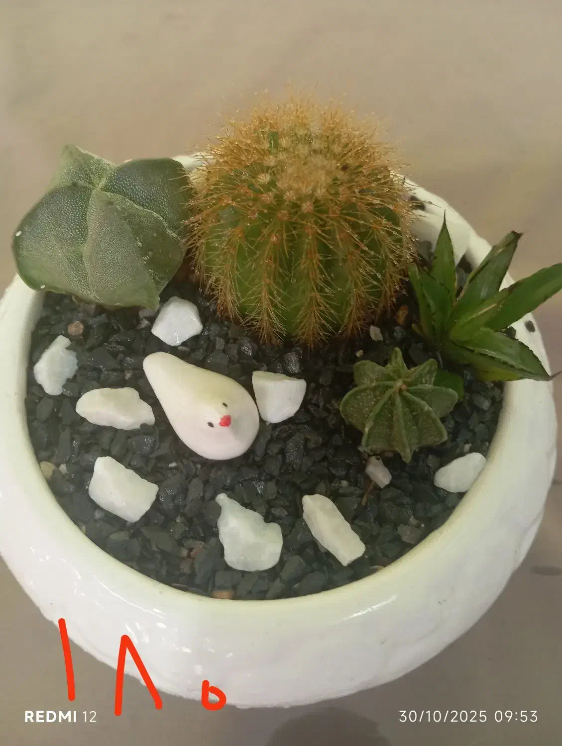 دیش گاردن های زیبا|گل و گیاه طبیعی|جهرم, |دیوار