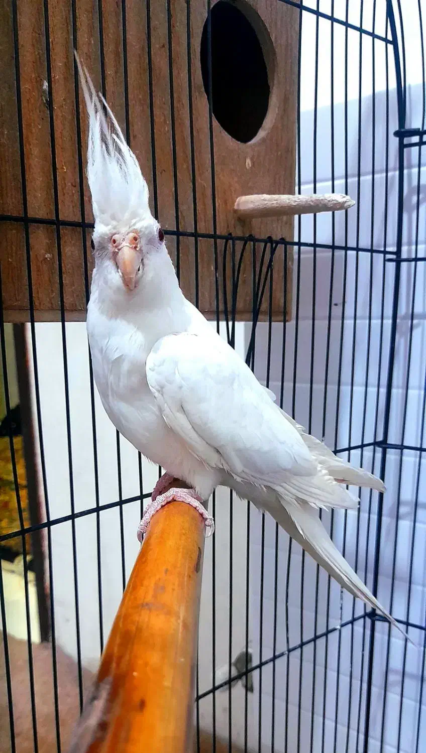 یک جفت عروس هلندی|پرنده|پاکدشت, پاکدشت (مامازند)|دیوار