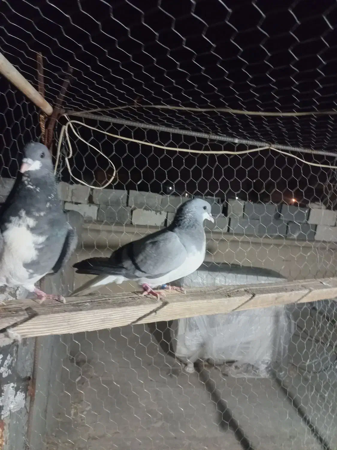 فروش ماده بدرنگ سبز و شهری سیاه نر|پرنده|کازرون, |دیوار