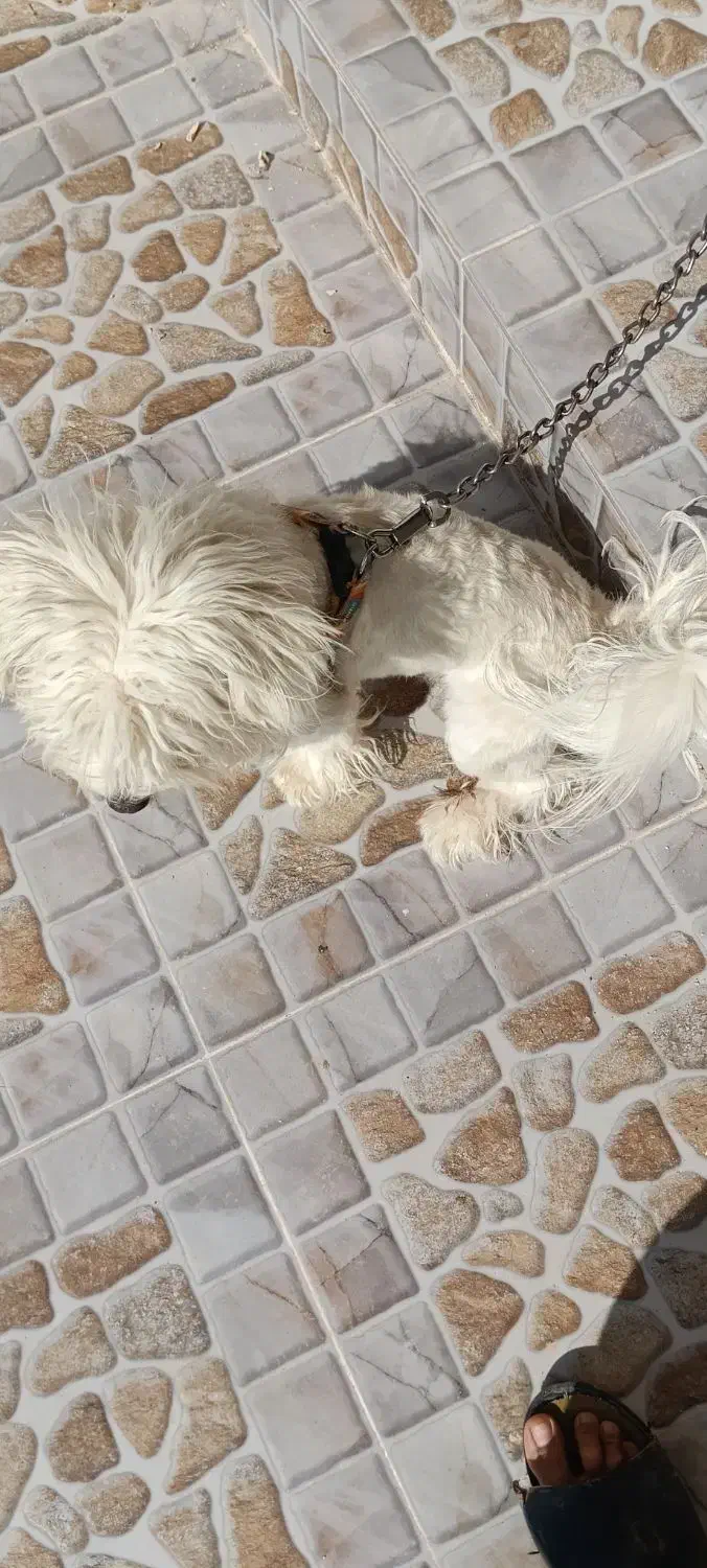 شیتزو|سگ|کازرون, |دیوار