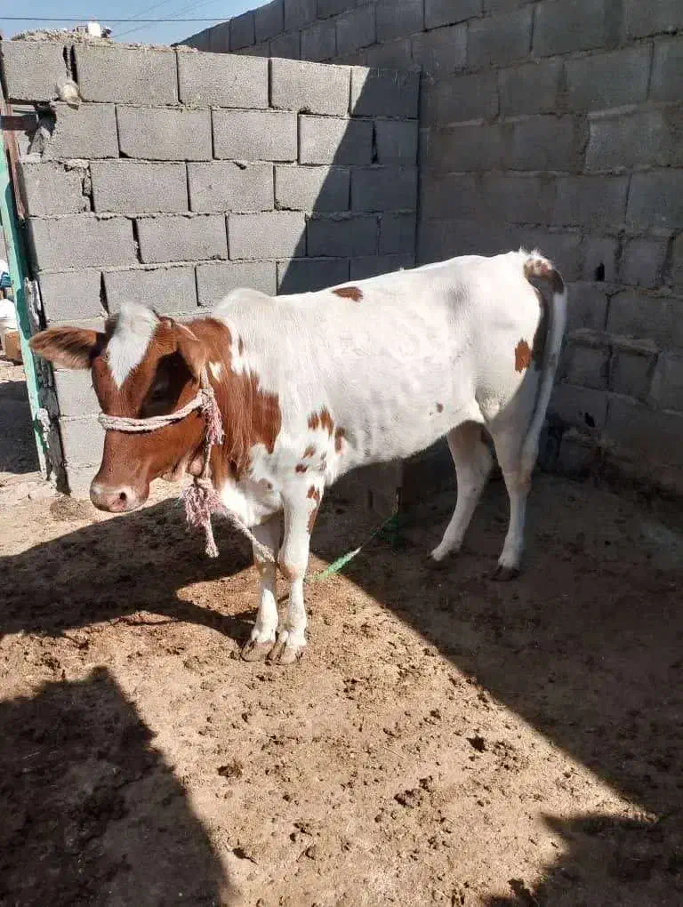 گاو خارجی حامله با گوساله نر آلمانی|حیوانات مزرعه|بندر ماهشهر, |دیوار