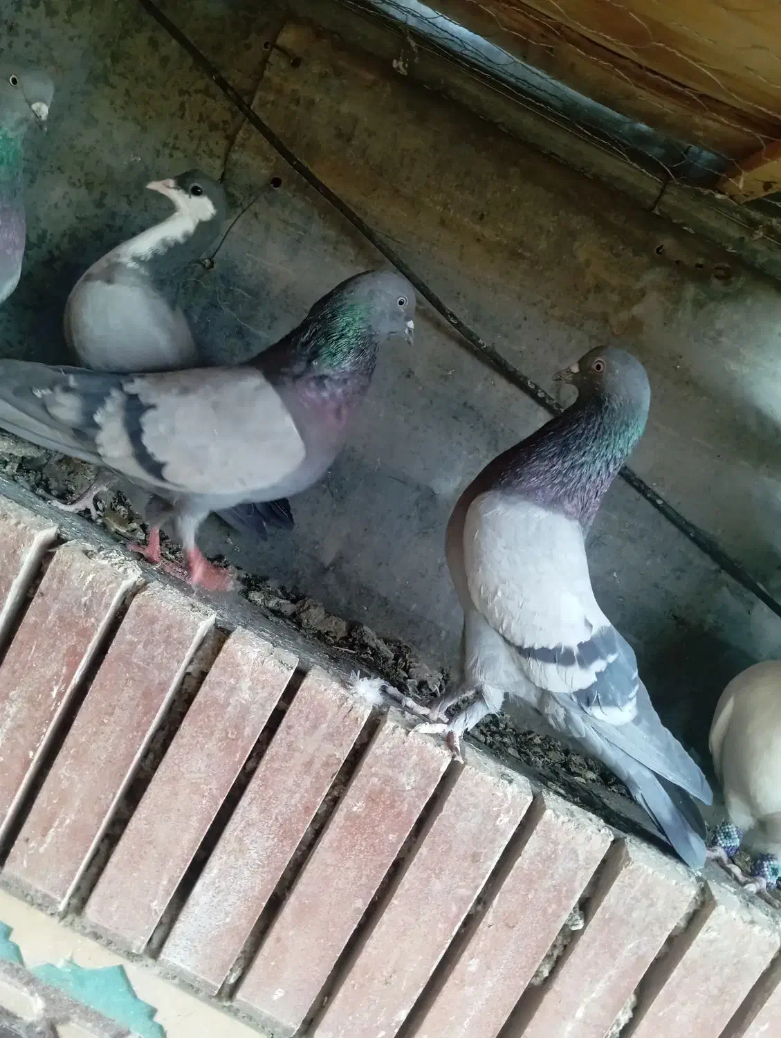 سبز ملقی ماده.|پرنده|بم, |دیوار