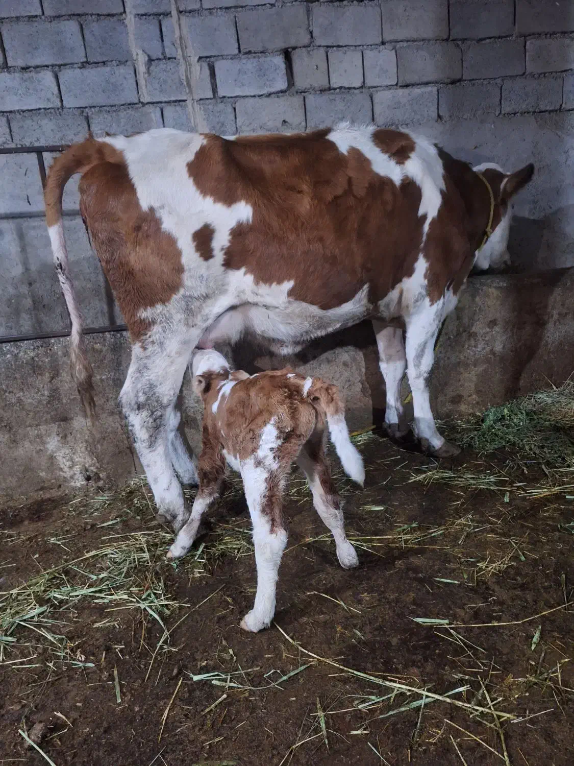 فروش سه عدد گاو شیری سیمینتال همراه گوساله شکم اول|حیوانات مزرعه|میانه, |دیوار