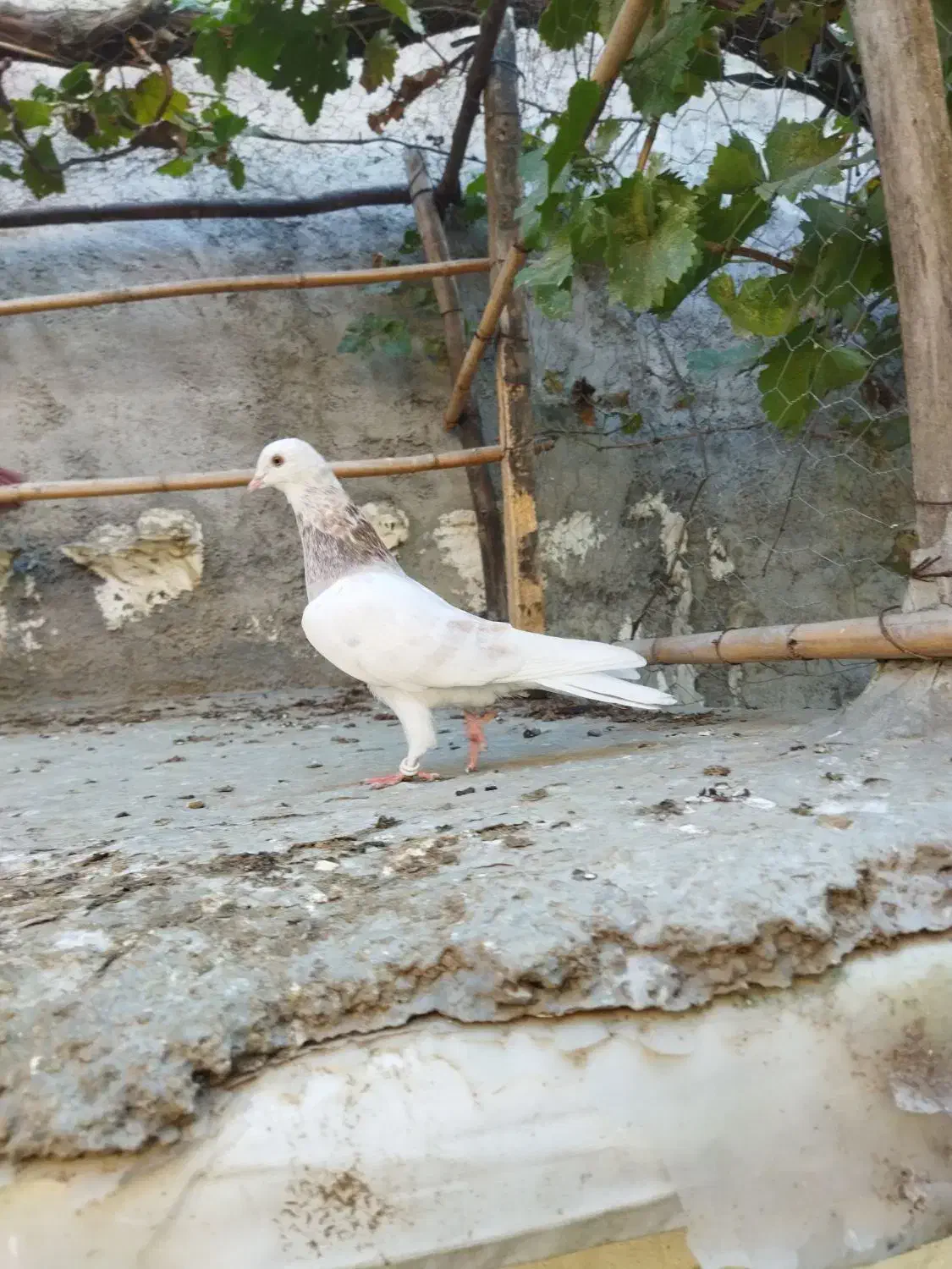 کفتر پرشی|پرنده|آق قلا, |دیوار