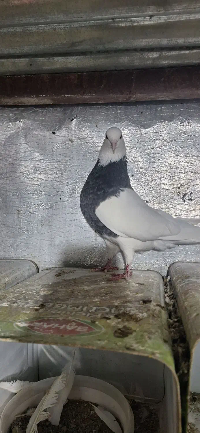 طوقی|پرنده|کنگاور, |دیوار