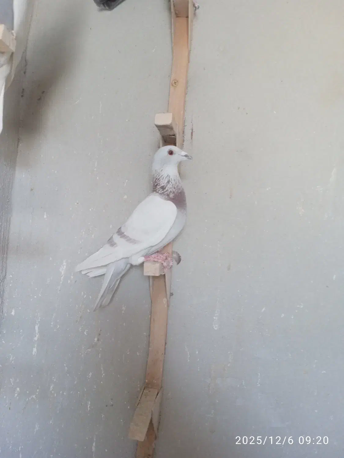 قوره ای پلاکی|پرنده|شیراز, حومه شیراز|دیوار