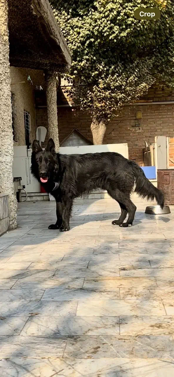 ژرمن بلک اصیل یک ساله|سگ|کرج, گلدشت|دیوار