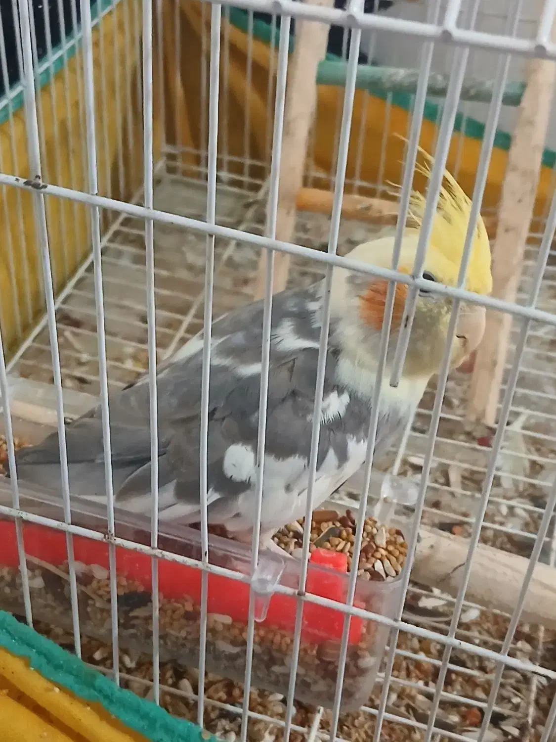 عروس هلندی  با قفس|پرنده|آستانه اشرفیه, |دیوار