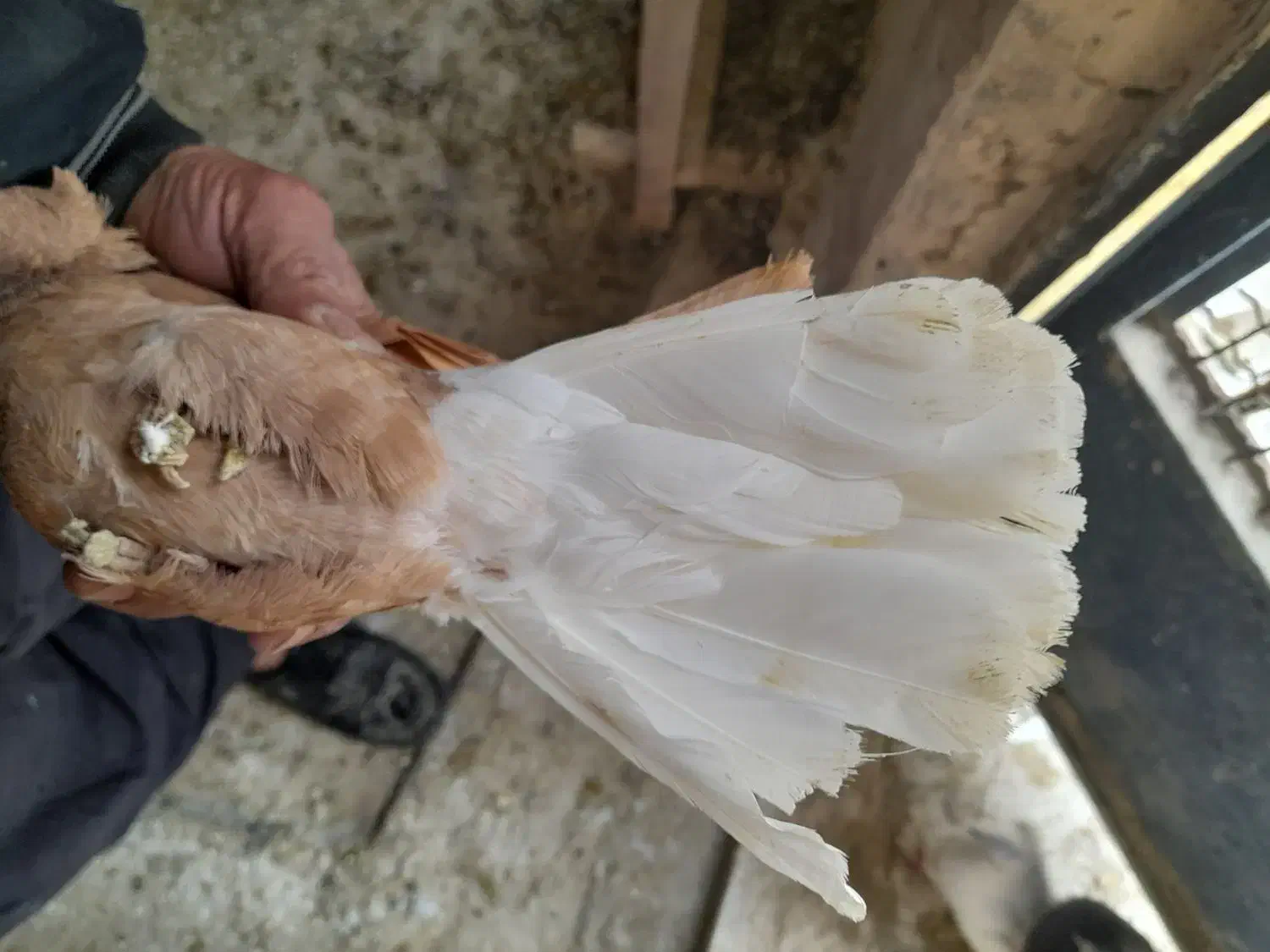 زرد دم سفید هومر|پرنده|قم, چهار مردان|دیوار