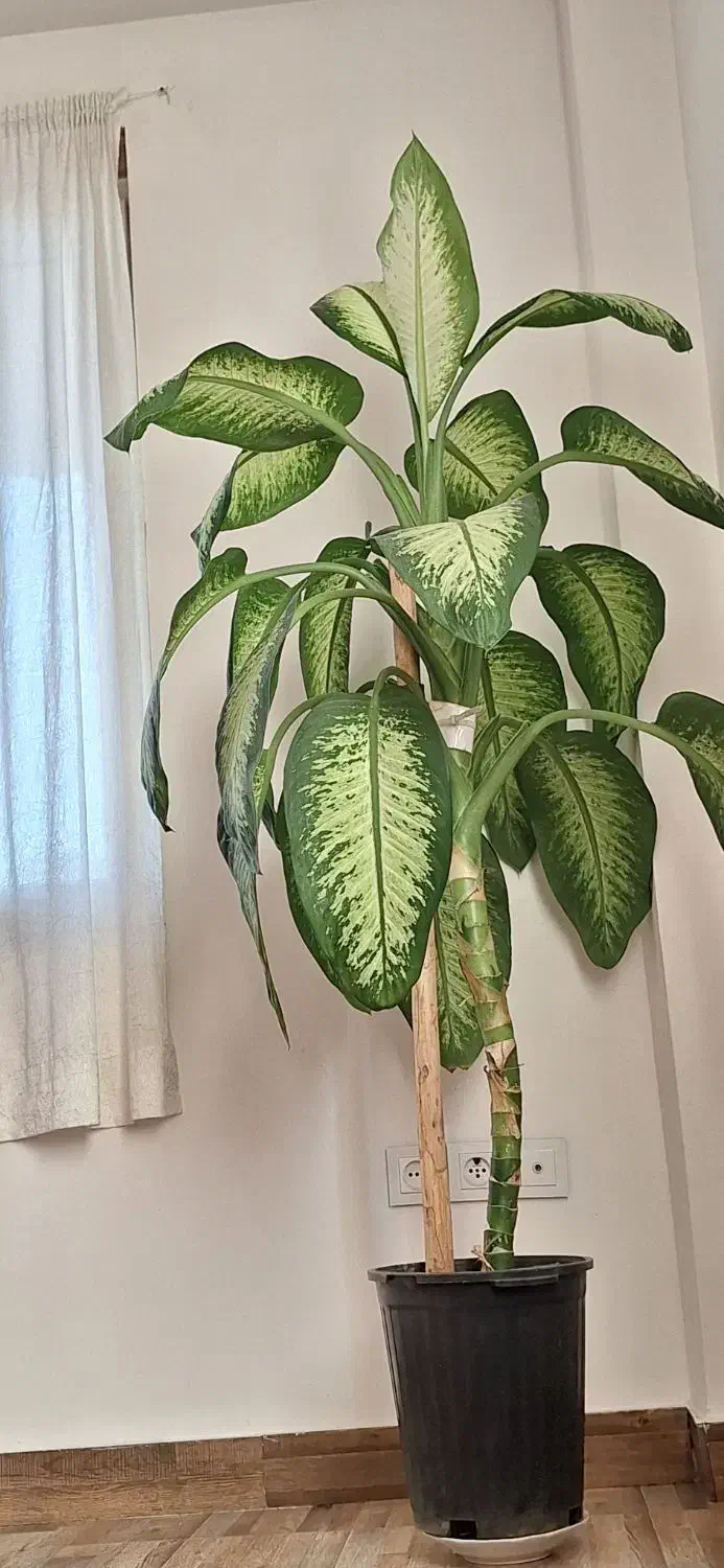 گل دیفن باخیا|گل و گیاه طبیعی|سنگر, |دیوار