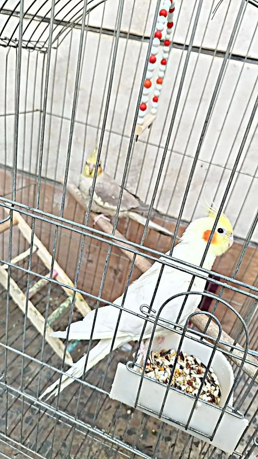 عروس هلندی نر و ماده|پرنده|خرمآباد, |دیوار