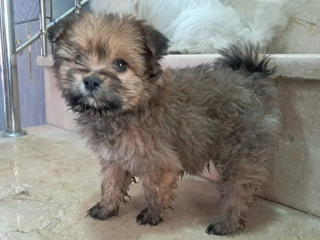 پاپی توله|سگ|شاهینشهر, حاجی آباد|دیوار