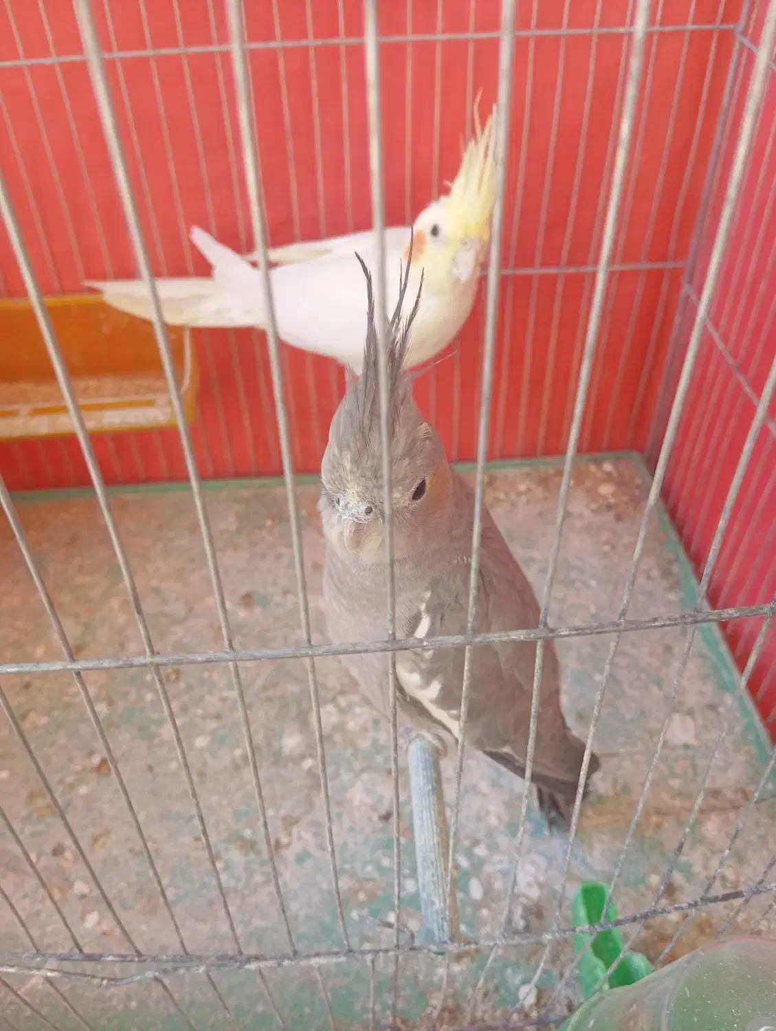 یک جفت عروس هلندی سرحال|پرنده|کوهدشت, |دیوار