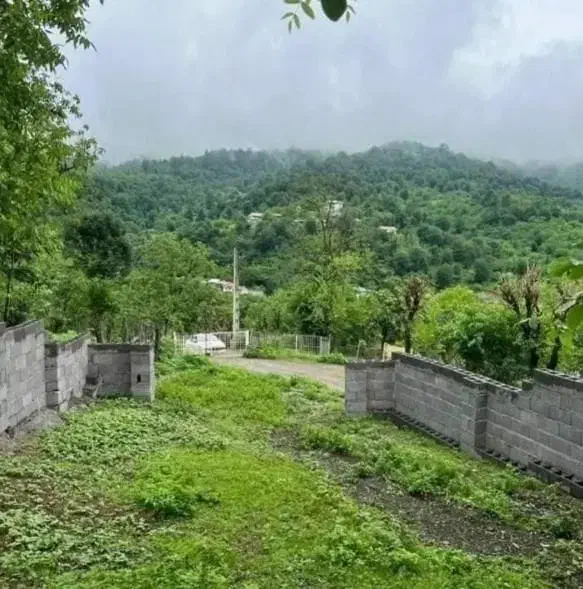 این زمین طلاست// فروش زمین ۲۵۰ متری جنگلی|فروش زمین و ملک کلنگی|رویان, |دیوار