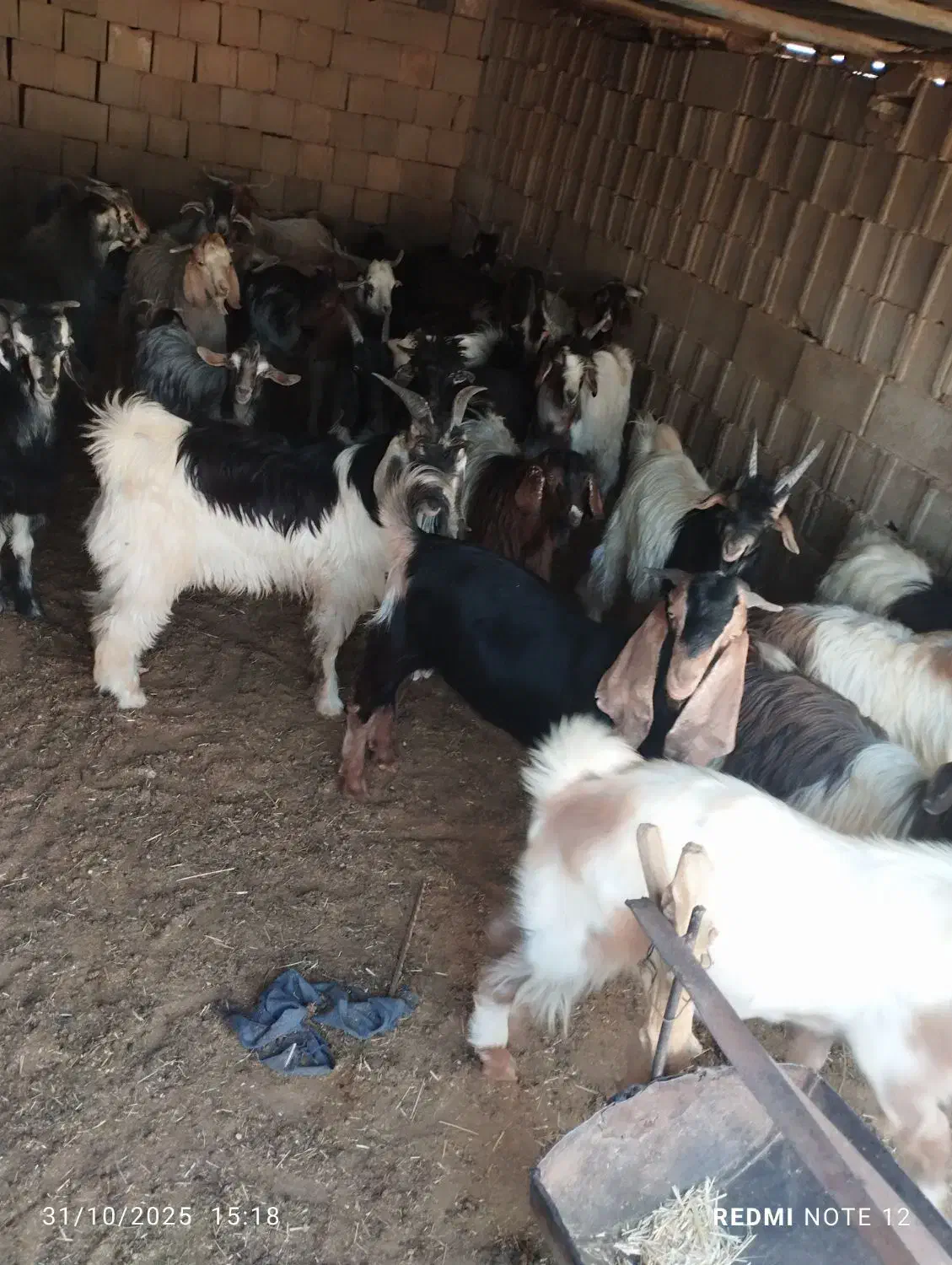 کهره نر چاق تخت|حیوانات مزرعه|جهرم, |دیوار