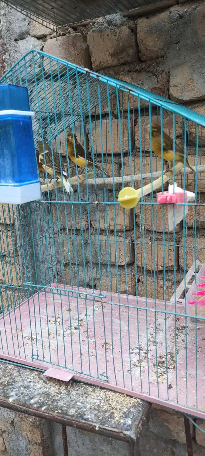 قناری ماده|پرنده|دهاقان, |دیوار