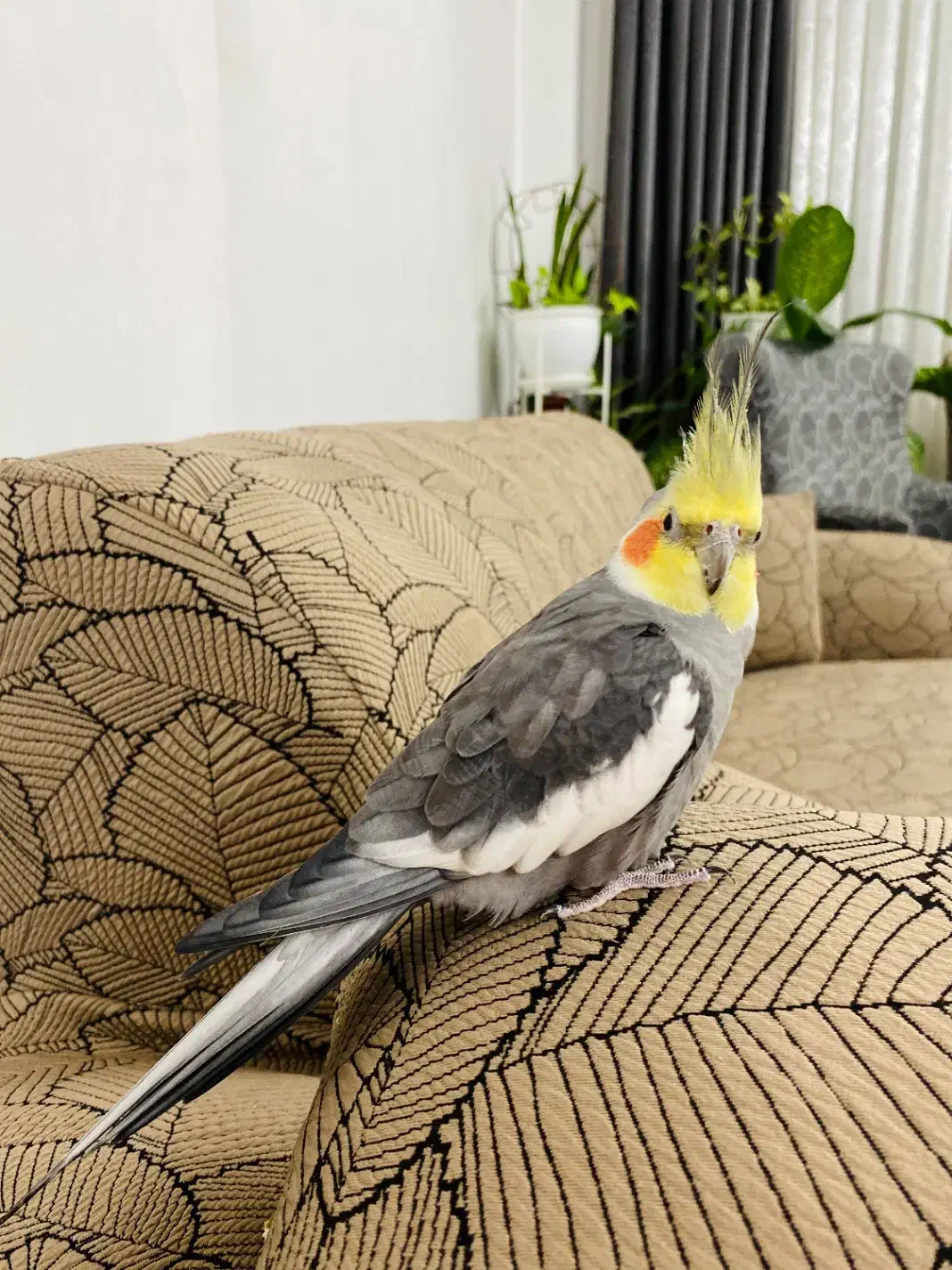 عروس هلندی و طوطی برزیلی|پرنده|رشت, منظریه|دیوار