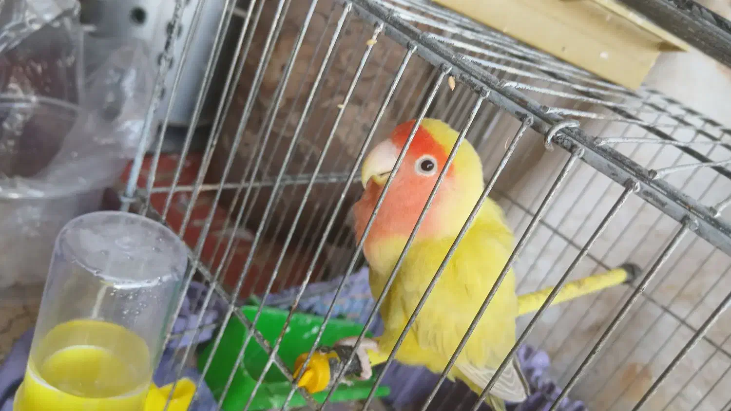 طوطی برزیلی|پرنده|شبانکاره, |دیوار