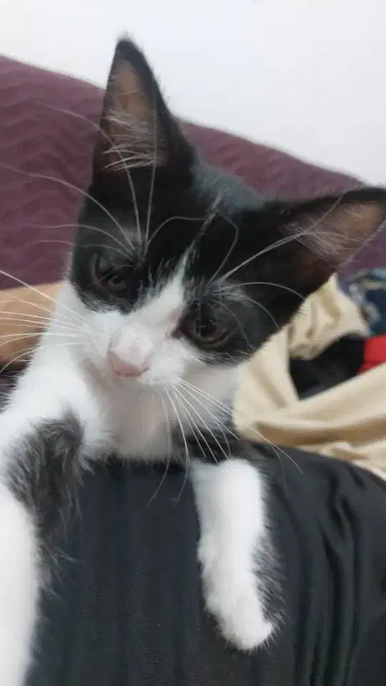 گم شده در فومن گشت|حیوانات|فومن, |دیوار