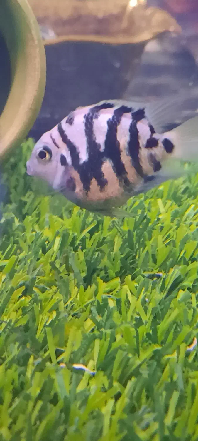 ماهی پرت پلار|ماهی|تهران, منیریه|دیوار