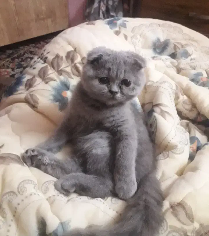 گربه اسکاتیش|گربه|کرمان, |دیوار