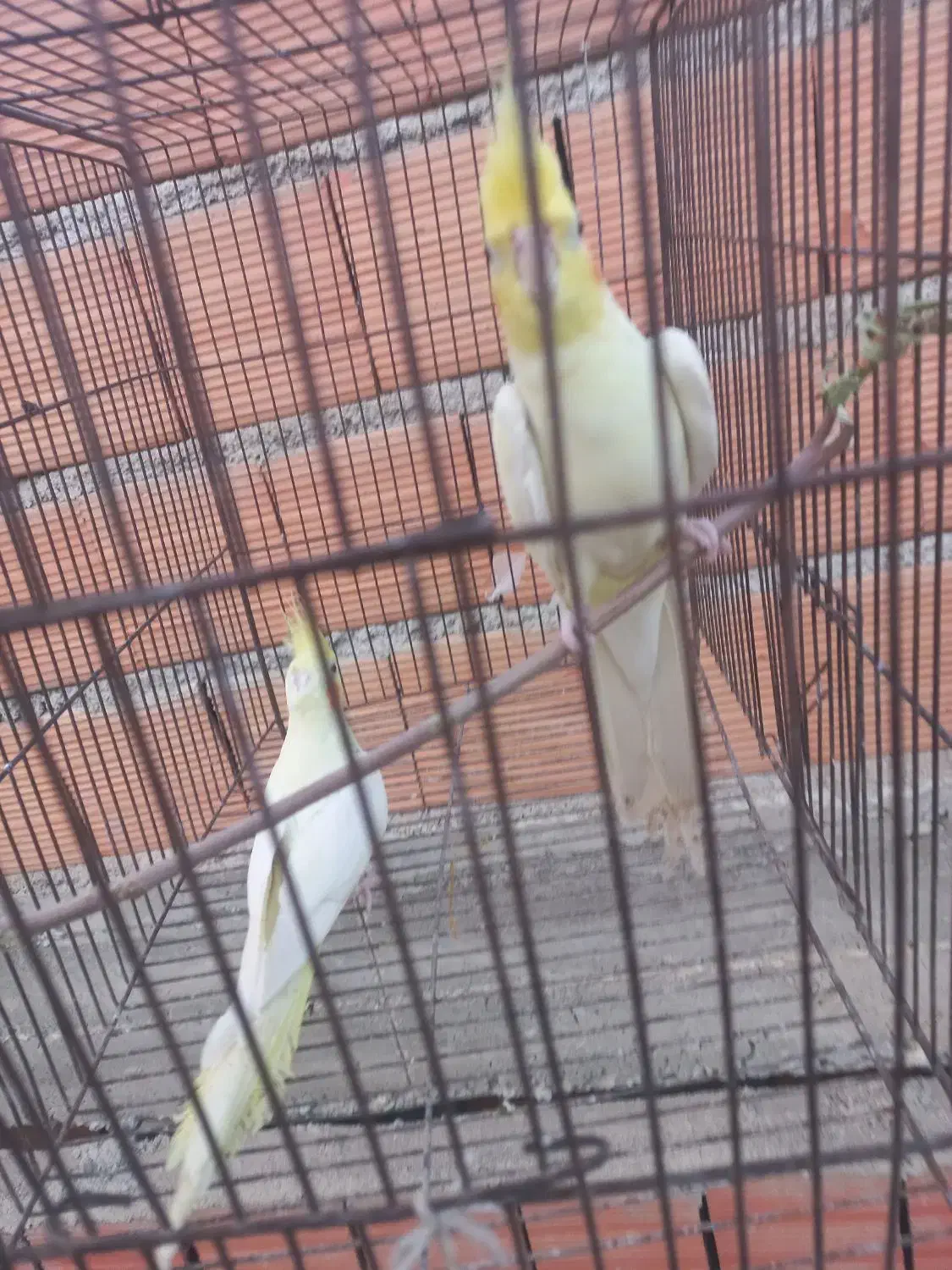 عروس هلندی|پرنده|گنبد کاووس, |دیوار