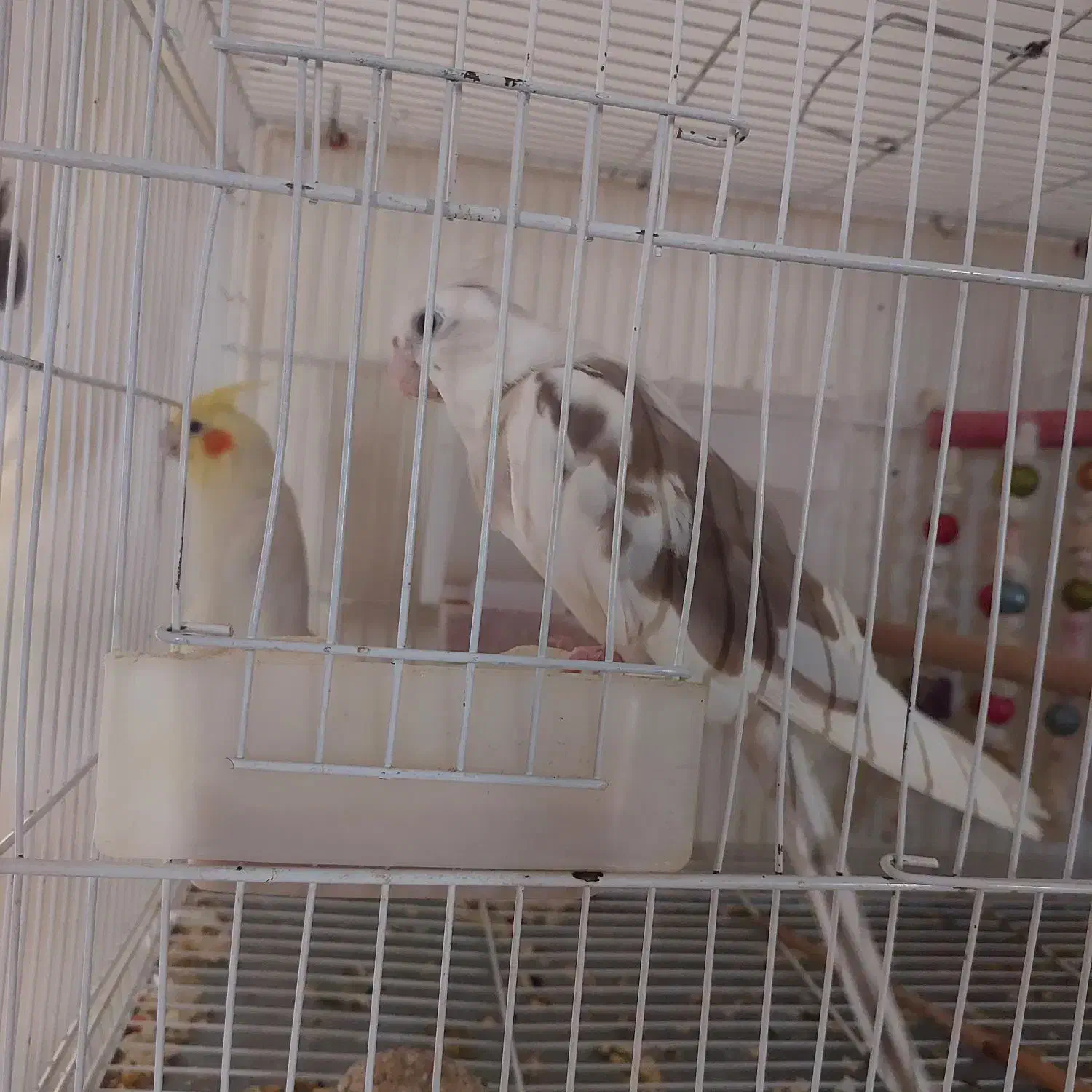 جفت عروس هلندی|پرنده|ایرانشهر, |دیوار