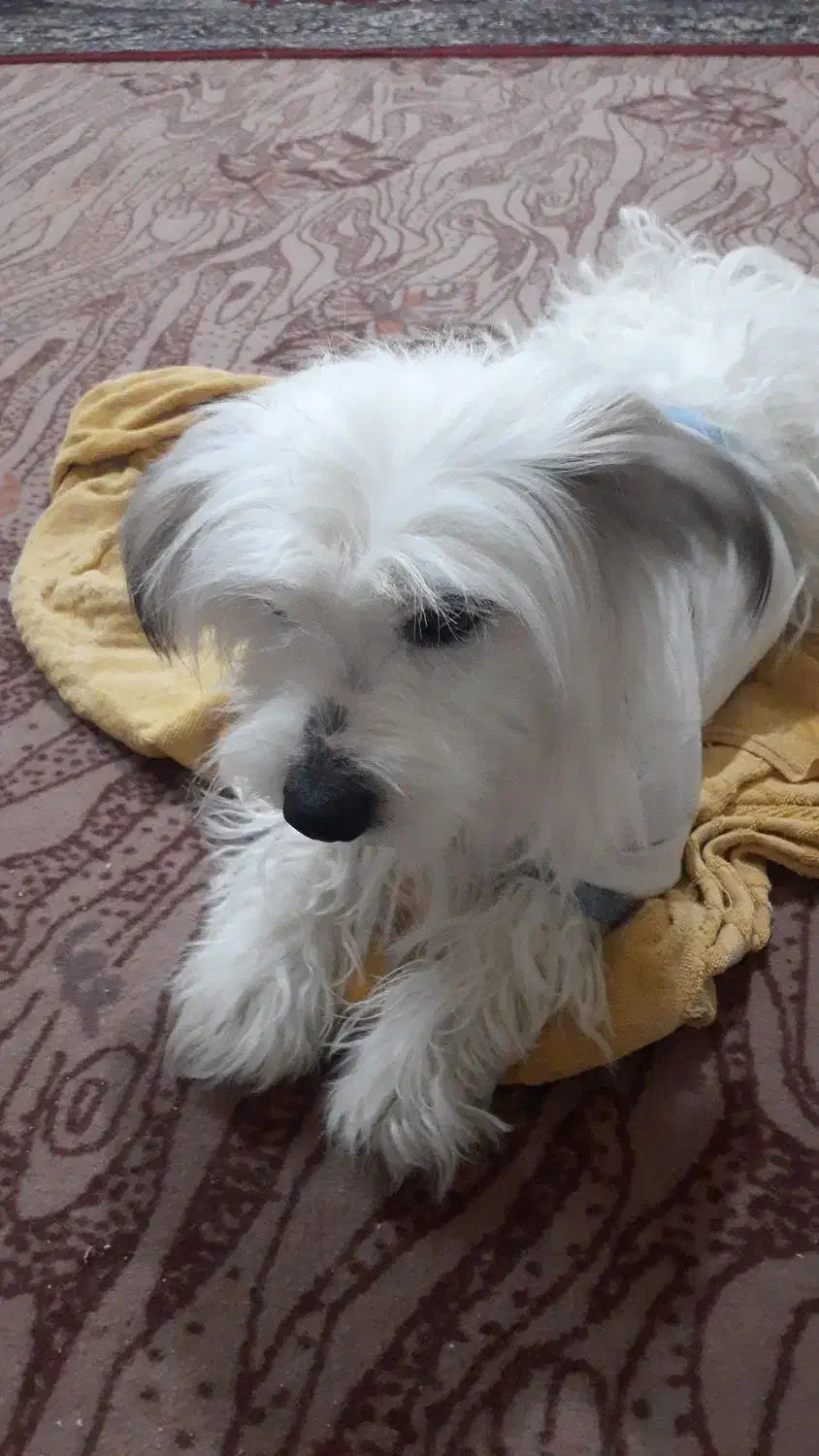 فروشی|سگ|دماوند, گیلاوند|دیوار