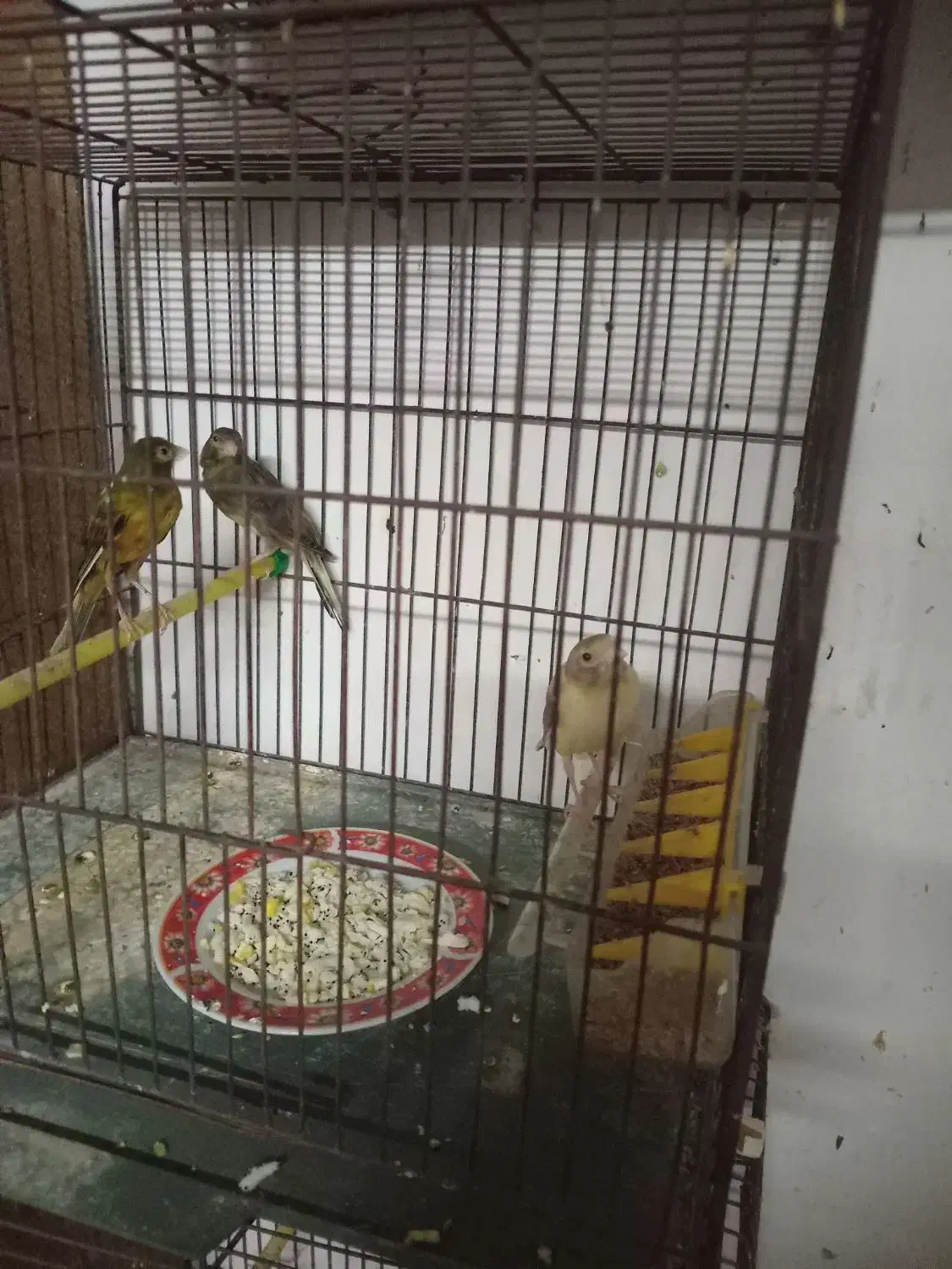 قناری نر و ماده مست اماده جفت|پرنده|رشت, منظریه|دیوار