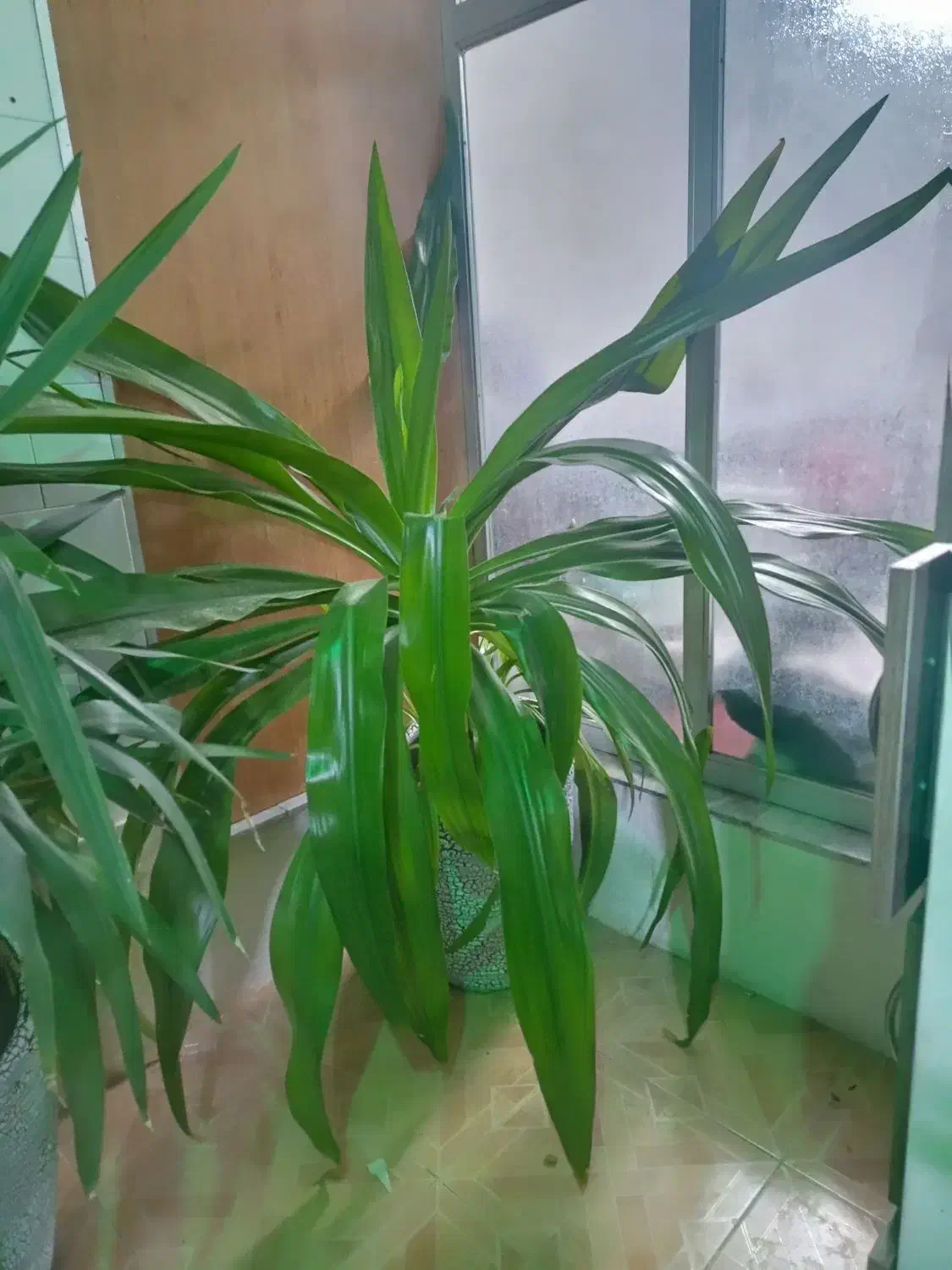 گل موزی بزرگ|گل و گیاه طبیعی|کرمان, |دیوار