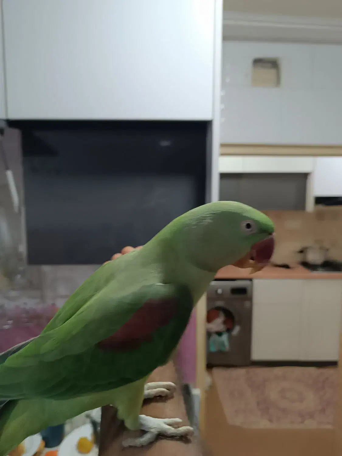 شاه طوطی سرحال و اشتی|پرنده|قشم, |دیوار