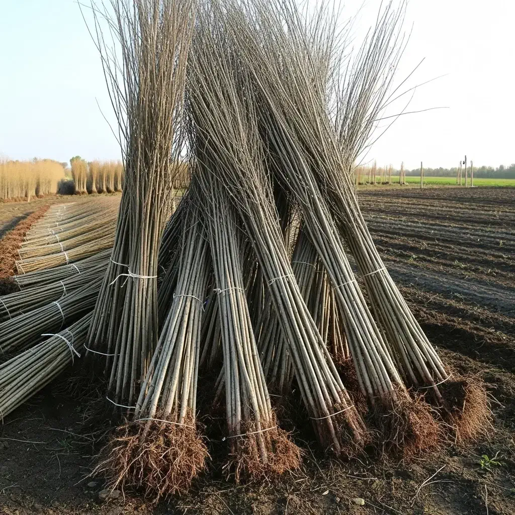 نیگرا ترکیه سریعالرشد برای تولید چوب صنعتی|گل و گیاه طبیعی|مشگین شهر, |دیوار