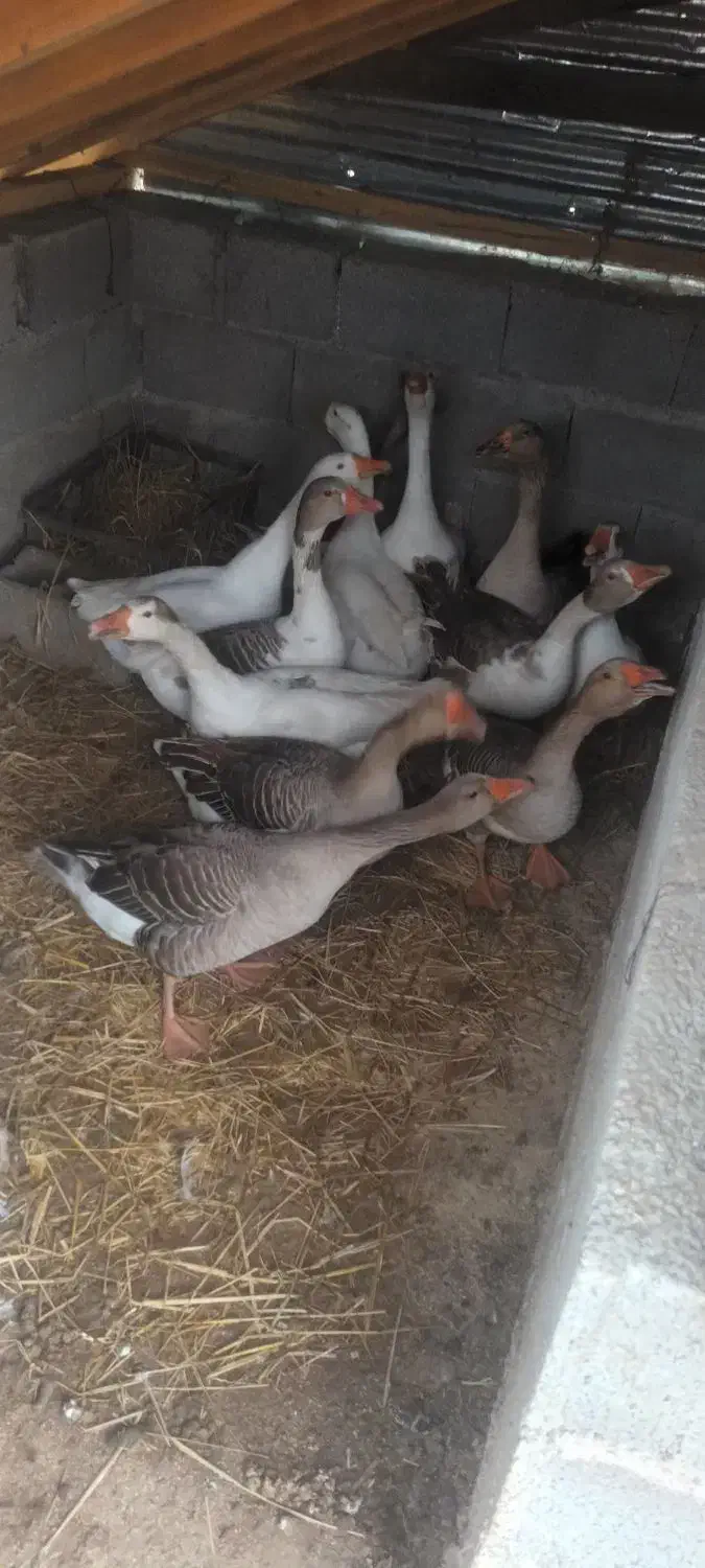 فروش خروس بوقلمون اردک غاز|حیوانات مزرعه|لاهیجان, بازکیاگوراب|دیوار