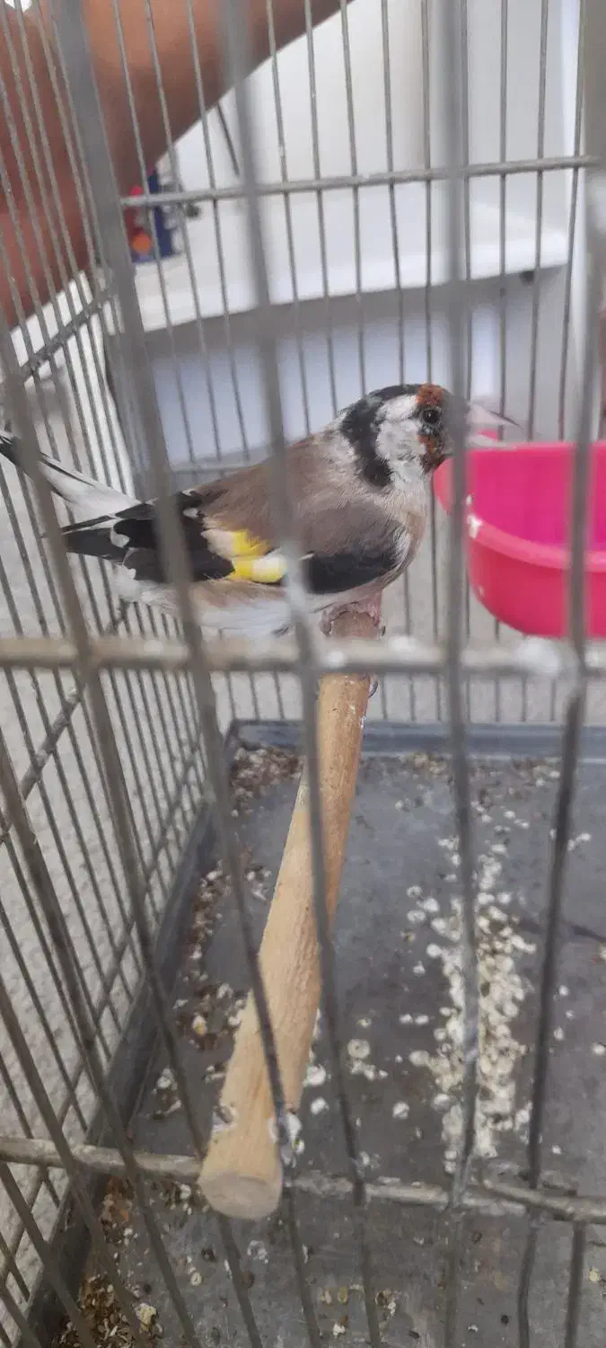 سهره ماده|پرنده|محلات, |دیوار