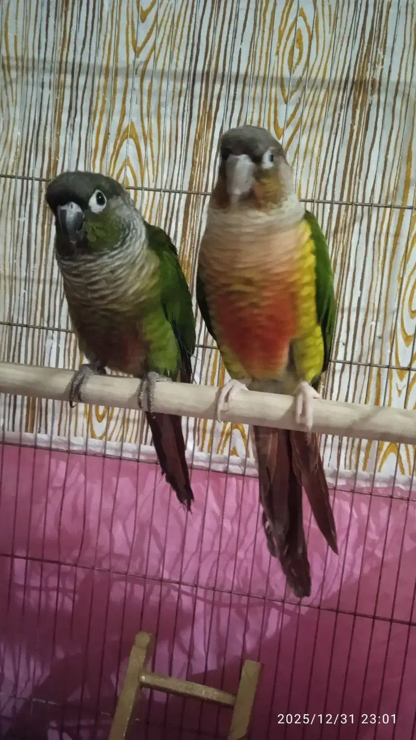 گرینچیک|پرنده|زنجان, |دیوار