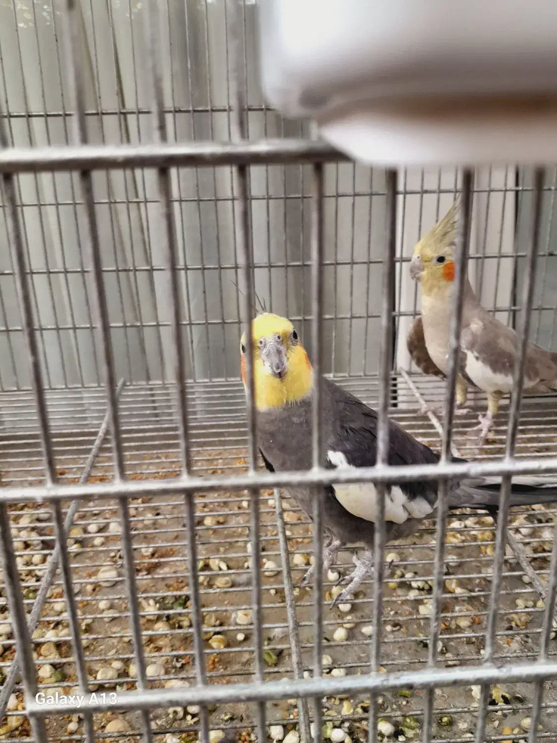 2 جفت عروس هلندی اهلی سخنگو|پرنده|ماکو, |دیوار