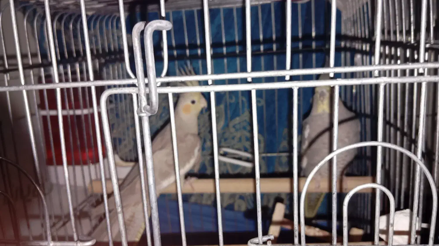 عروس هلندی|پرنده|رودهن, |دیوار