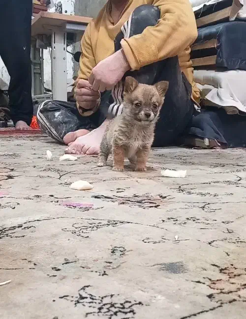 سگ پاکوتاه|سگ|ملایر, |دیوار