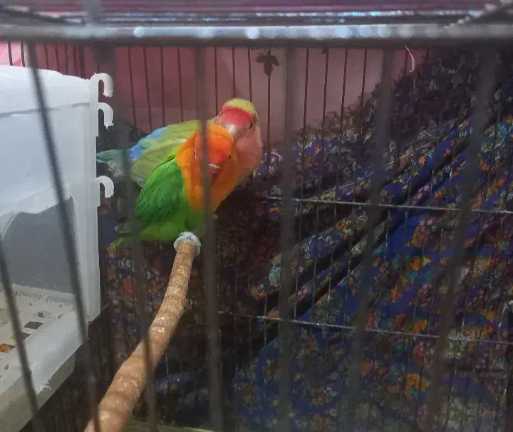 طوطی برزیلی جفت|پرنده|ماهدشت, |دیوار