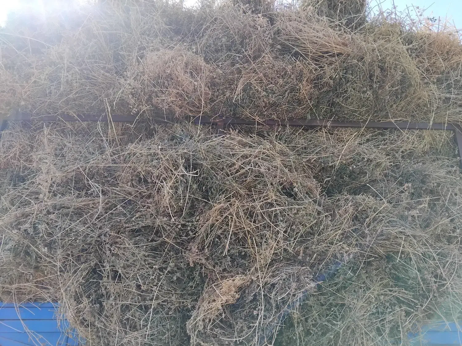 خریدوفروش یونجه بصورت نقددراسرع وقت|لوازم جانبی حیوانات|ارومیه, |دیوار